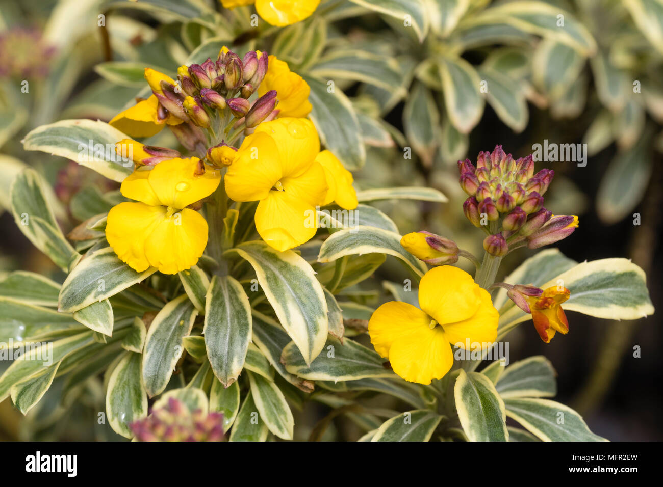 Duftende gelbe Blüten auf Spikes über vielfältige immergrüne Blätter der ewige Mauerblümchen, Erysimum'S unburst' Stockfoto
