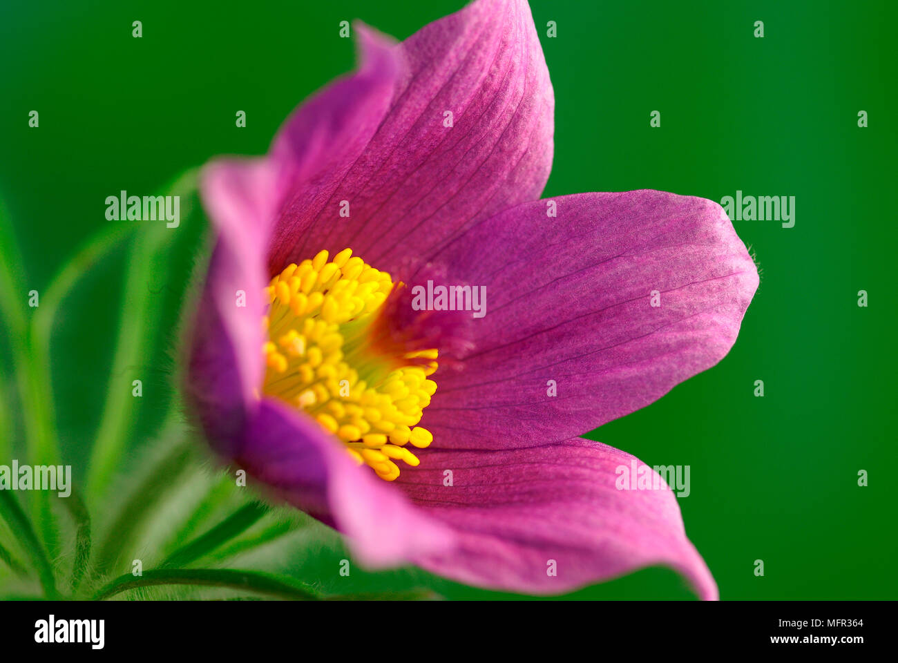 Attraktive glockenförmigen Blüten in Büscheln mit silbrig-grau fein Farn seziert - wie Blätter wachsen. Stockfoto