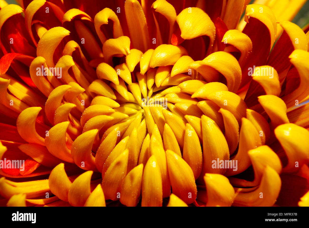 Bonze farbige Chrysantheme close-up, Anzeigen incurved Blütenblätter von großen flowerhead. Stockfoto