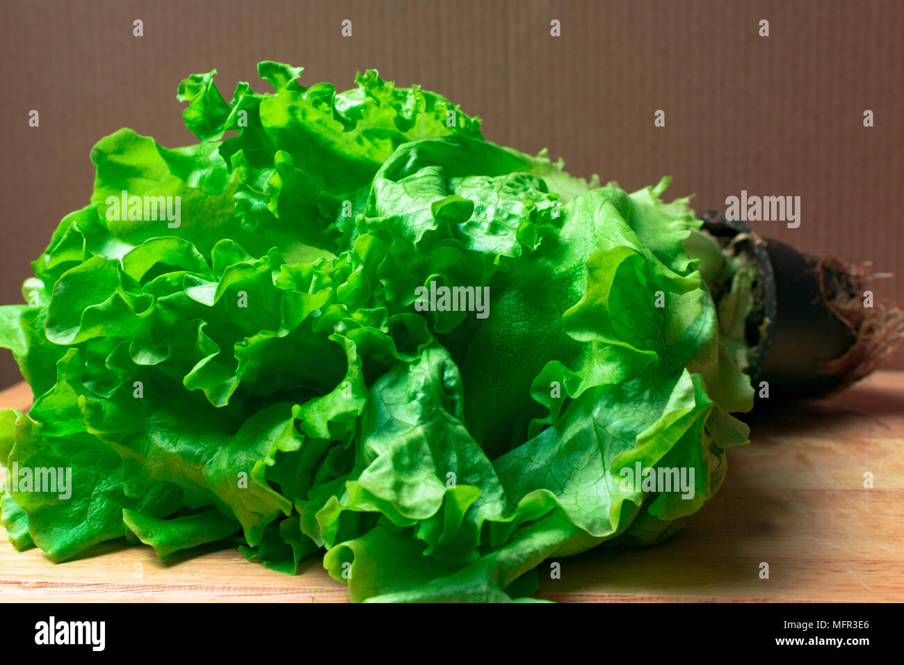 Stapel von frischen und Curly organische letucce Köpfe. Ernte Haufen frisch geschnittenen grünen Salat Blätter auf Holztisch. Saubere Konzept essen. Gesunde vegeteria Stockfoto