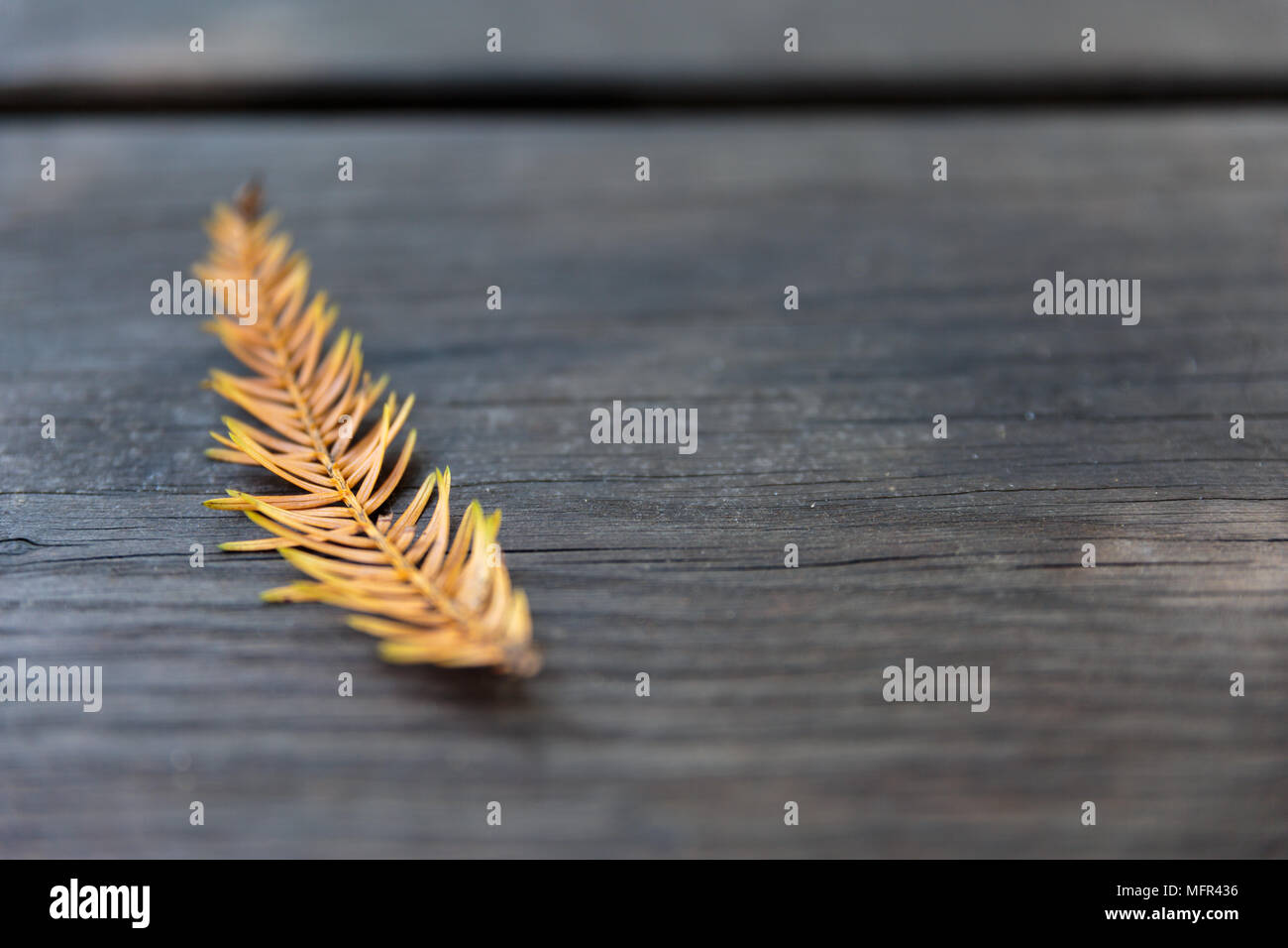 gefallene Blatt Stockfoto