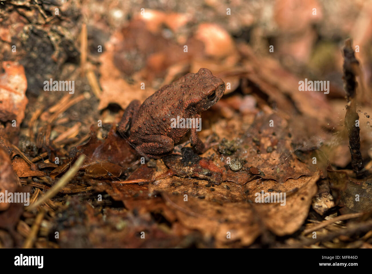 Gemeinsame Braun Kröte - Bufo Bufo, Naturpark Eifel, Deutschland. Junge Kröte auf Waldboden Stockfoto