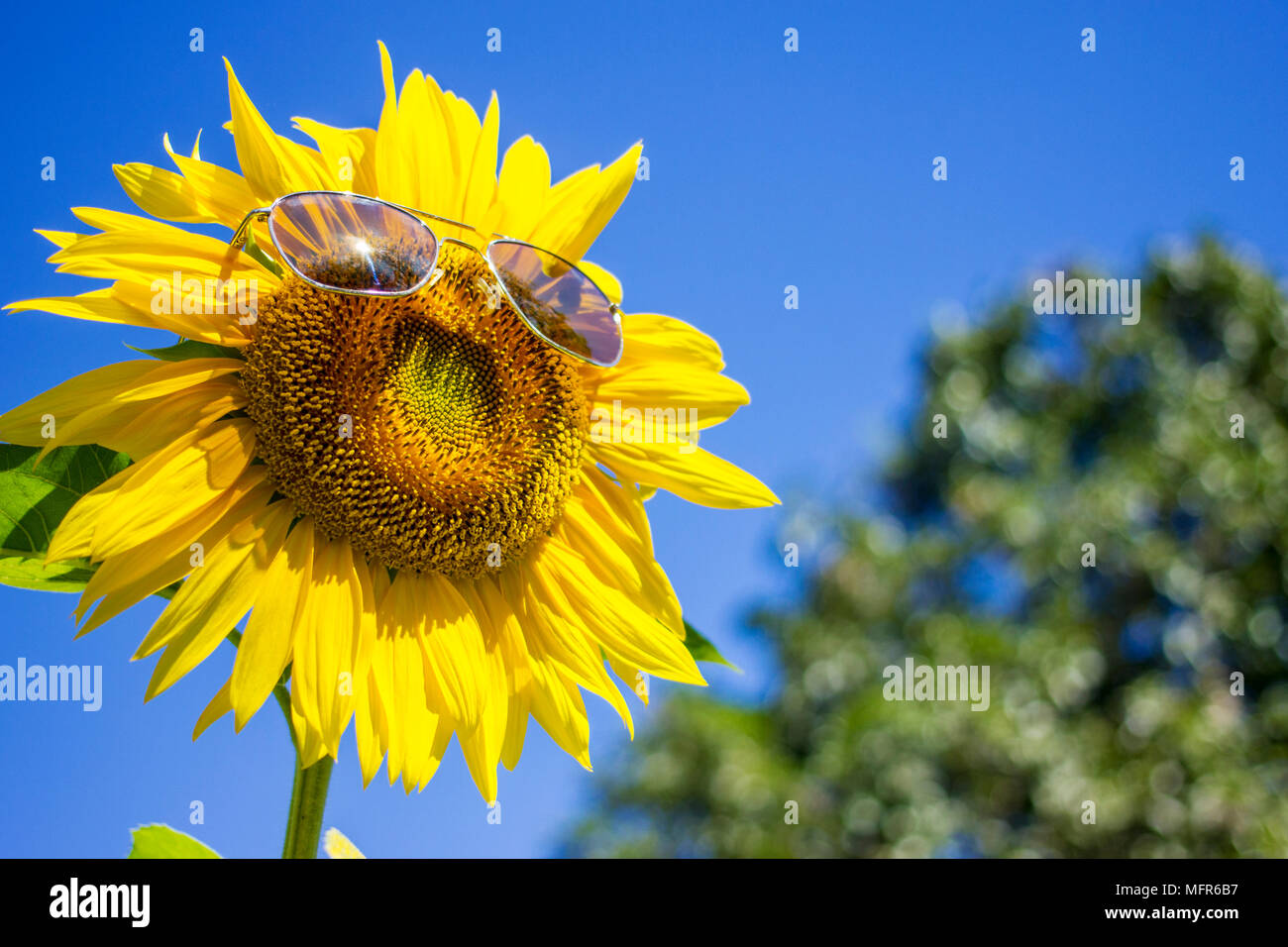 Blühende Sonnenblumen tragen Sonnenbrillen lächelnd Stockfoto