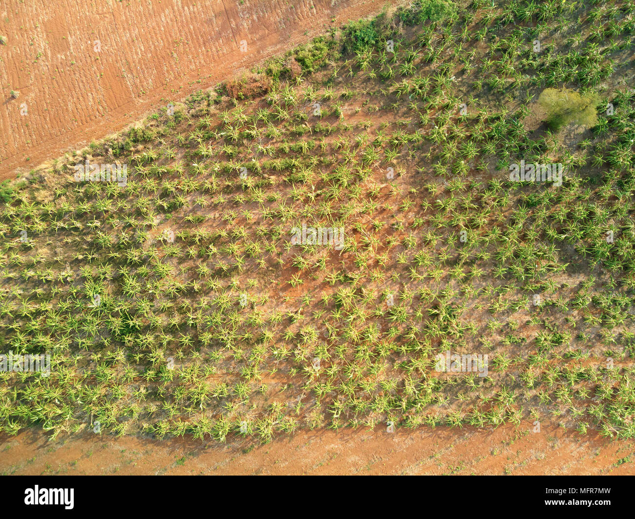 Antenne drone Ausblick auf die Landschaft vom Kambodscha Stockfoto