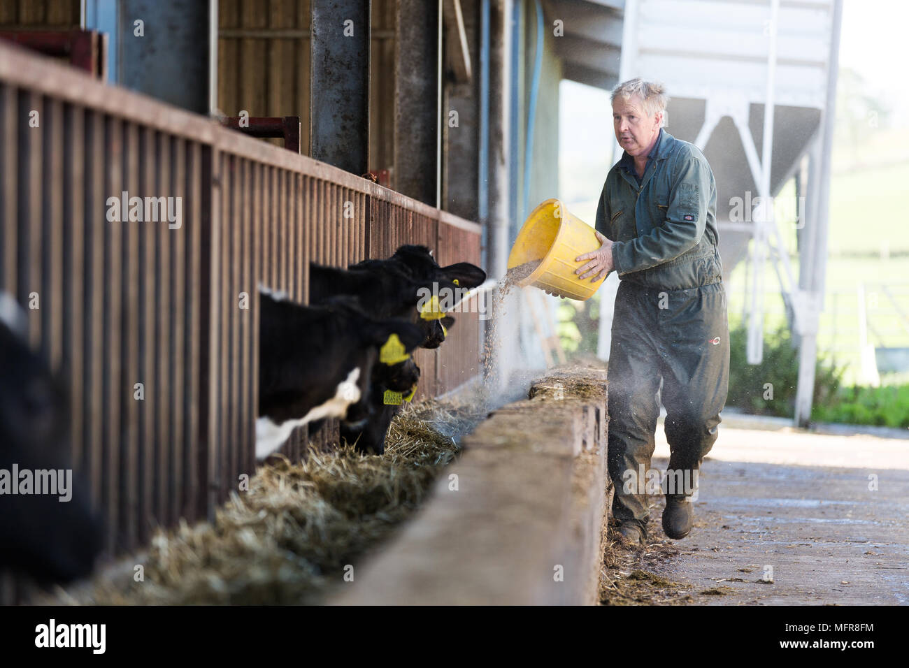 Bauer die Fütterung von Kühen mit Schaufel Stockfoto
