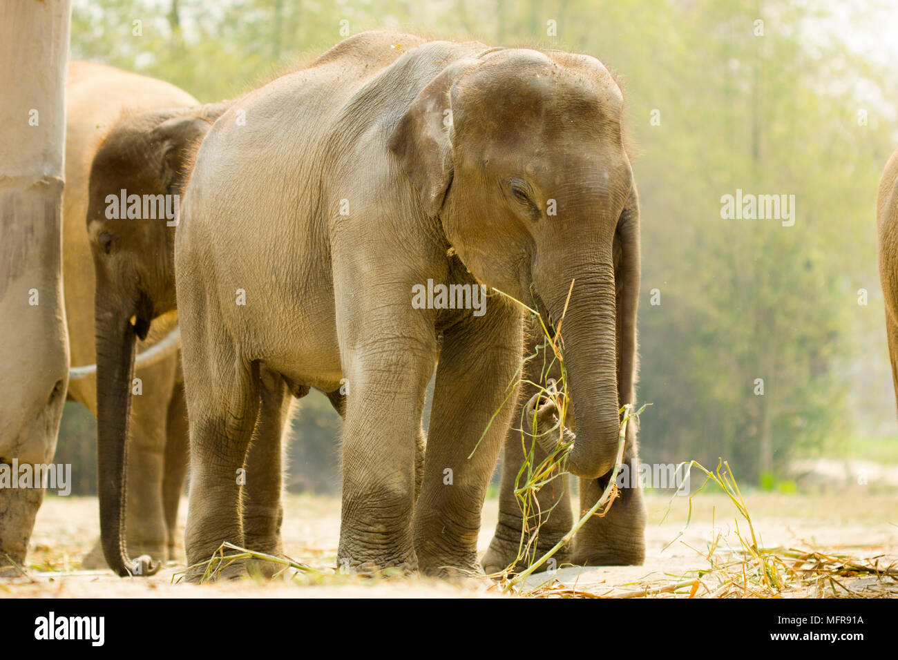 Baby Asiatischen Elefanten in einer Horde Stockfoto