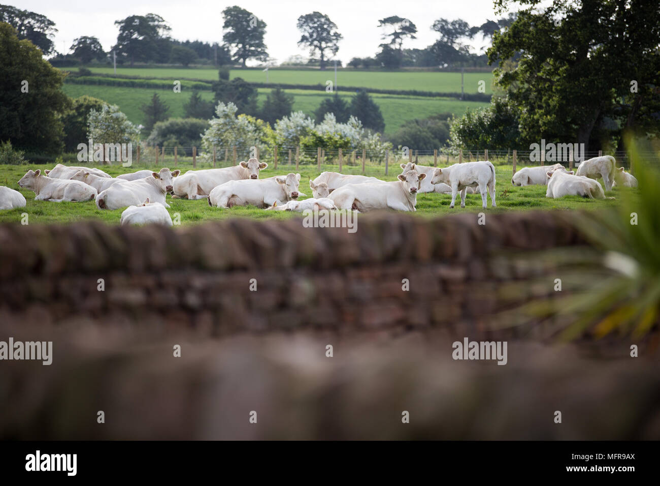 Charolais Rindfleisch Kühe liegend im Feld Stockfoto