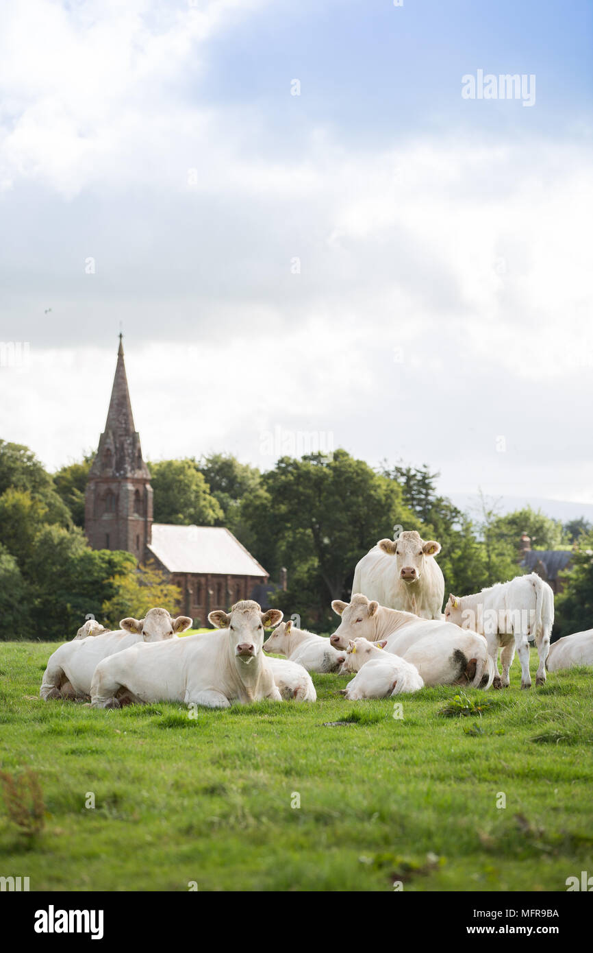 Charolais Rindfleisch Kühe in Feld mit Kirche im Hintergrund Stockfoto