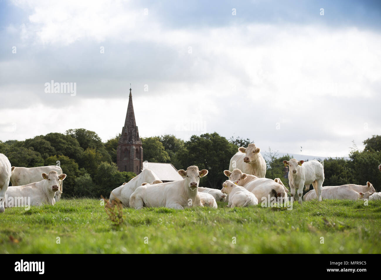Charolais Rindfleisch Kühe in Feld mit Kirche im Hintergrund Stockfoto