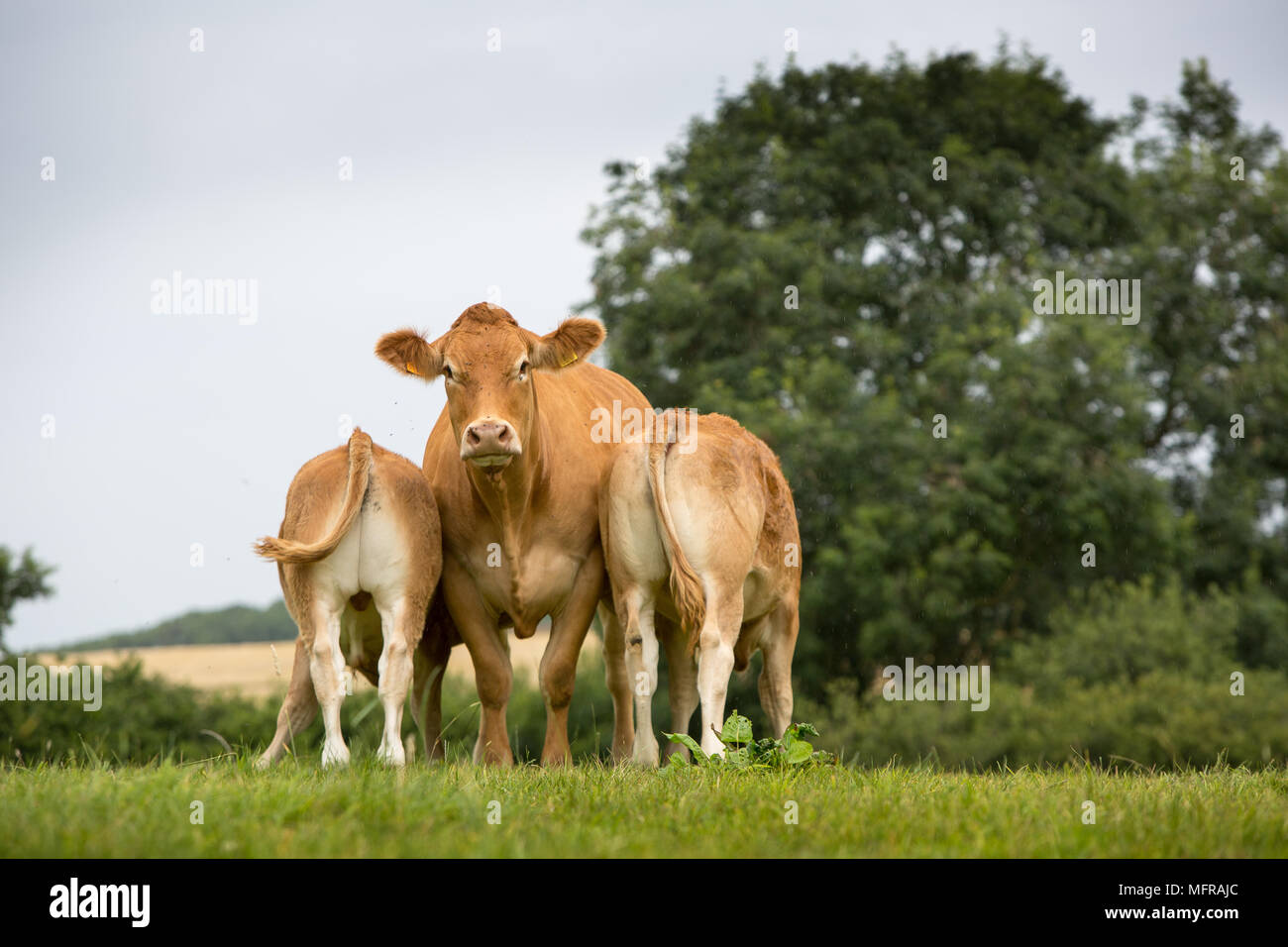 Limousin Kühe mit Kälbern Konsummilch Stockfoto