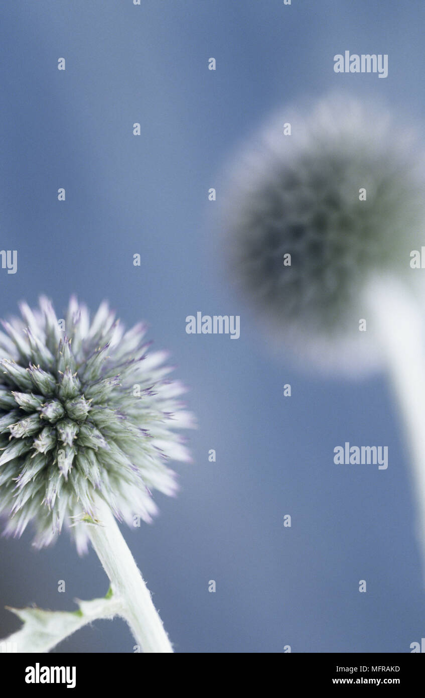 Nahaufnahme von Echinops allgemein bekannt als Globus Disteln. Stockfoto