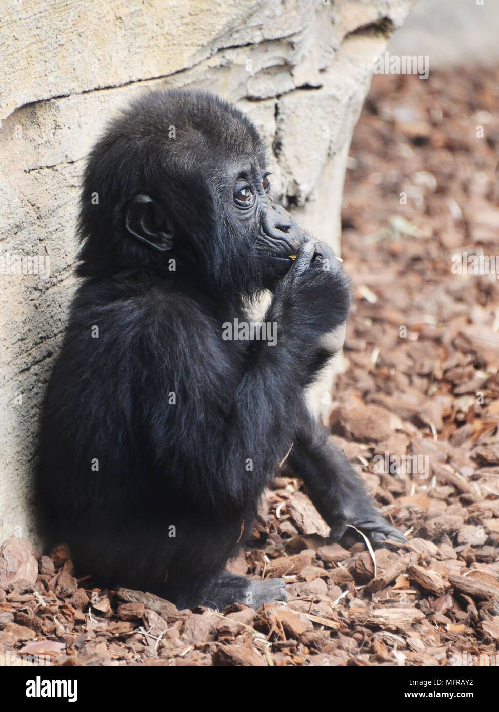 Adorable Baby Gorilla Stockfoto