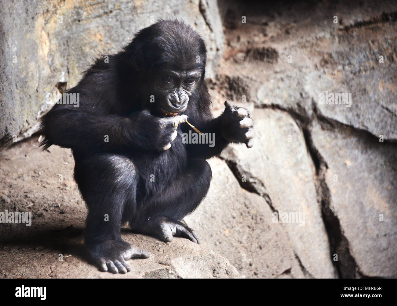 Adorable Baby Gorilla Stockfoto
