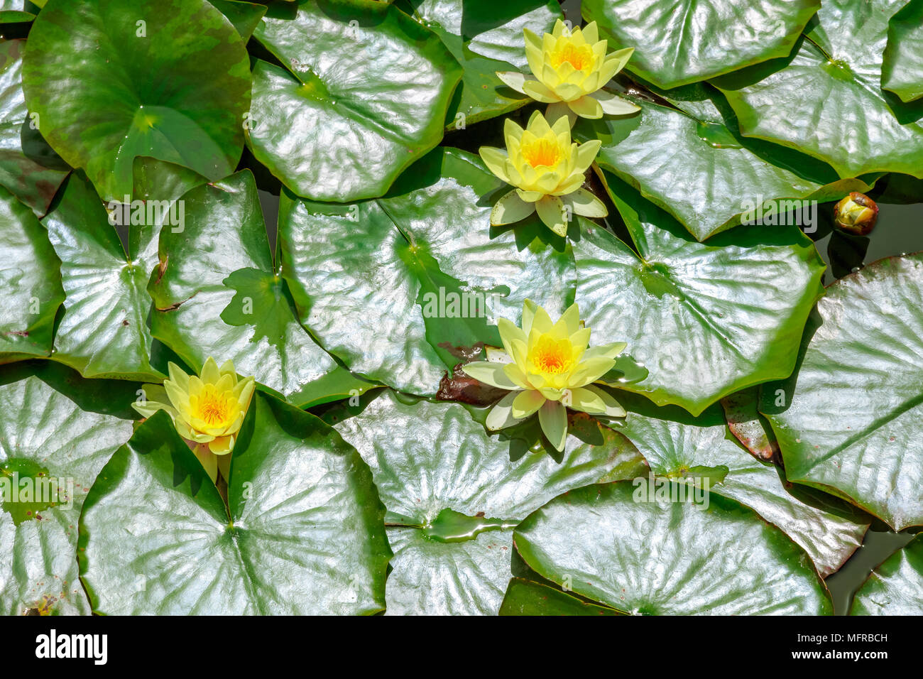 Teich mit Seerosen Blätter und Blüten auf Thames Path in Wapping, London Stockfoto