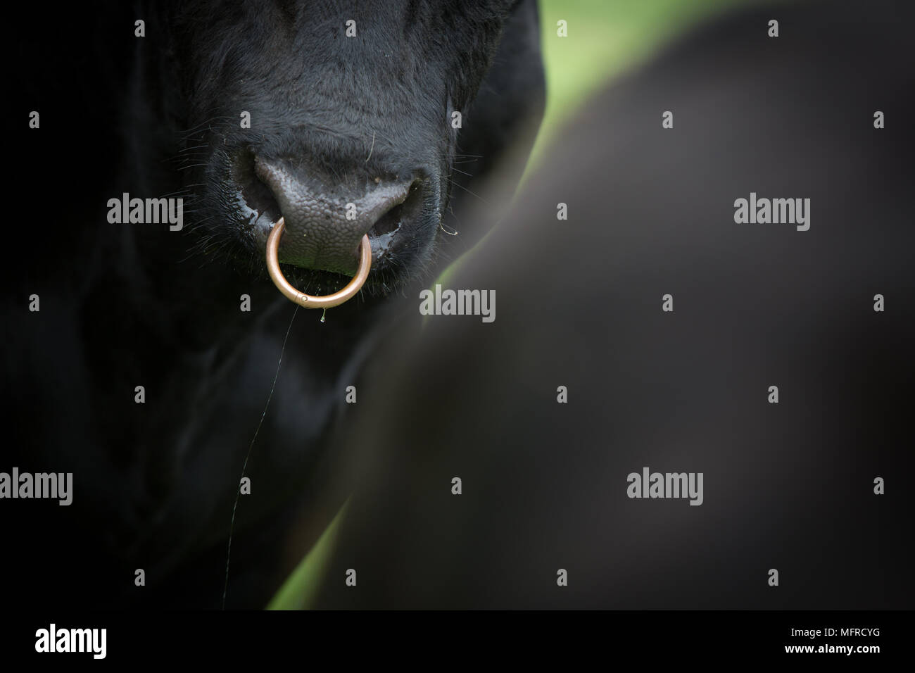 Aberdeen Angus Bull Nose im Feld Stockfoto