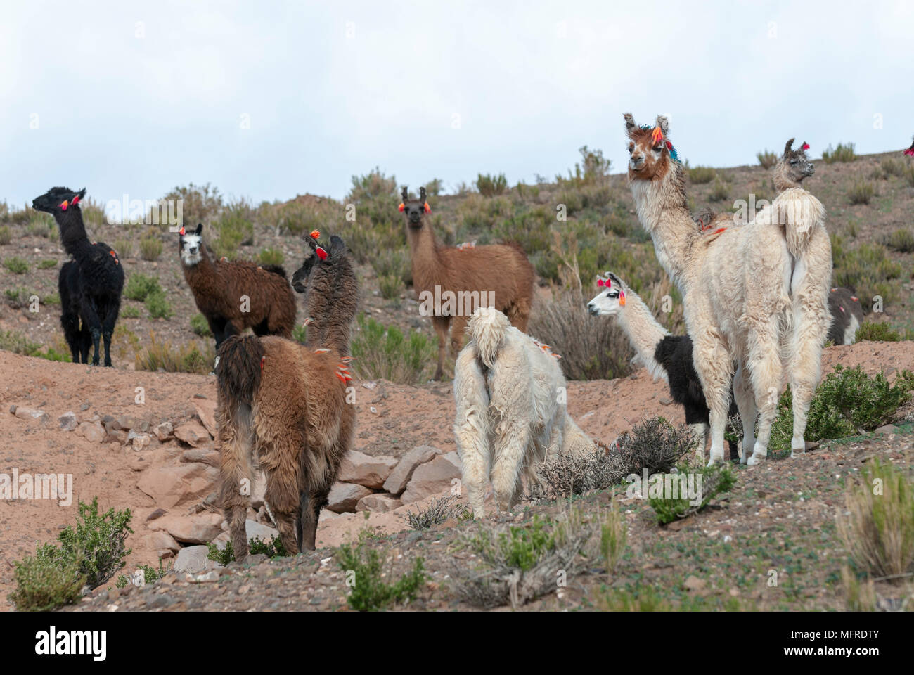 Lama (Lama Glama) Höhenlage Kameliden aus Südamerika Stockfoto