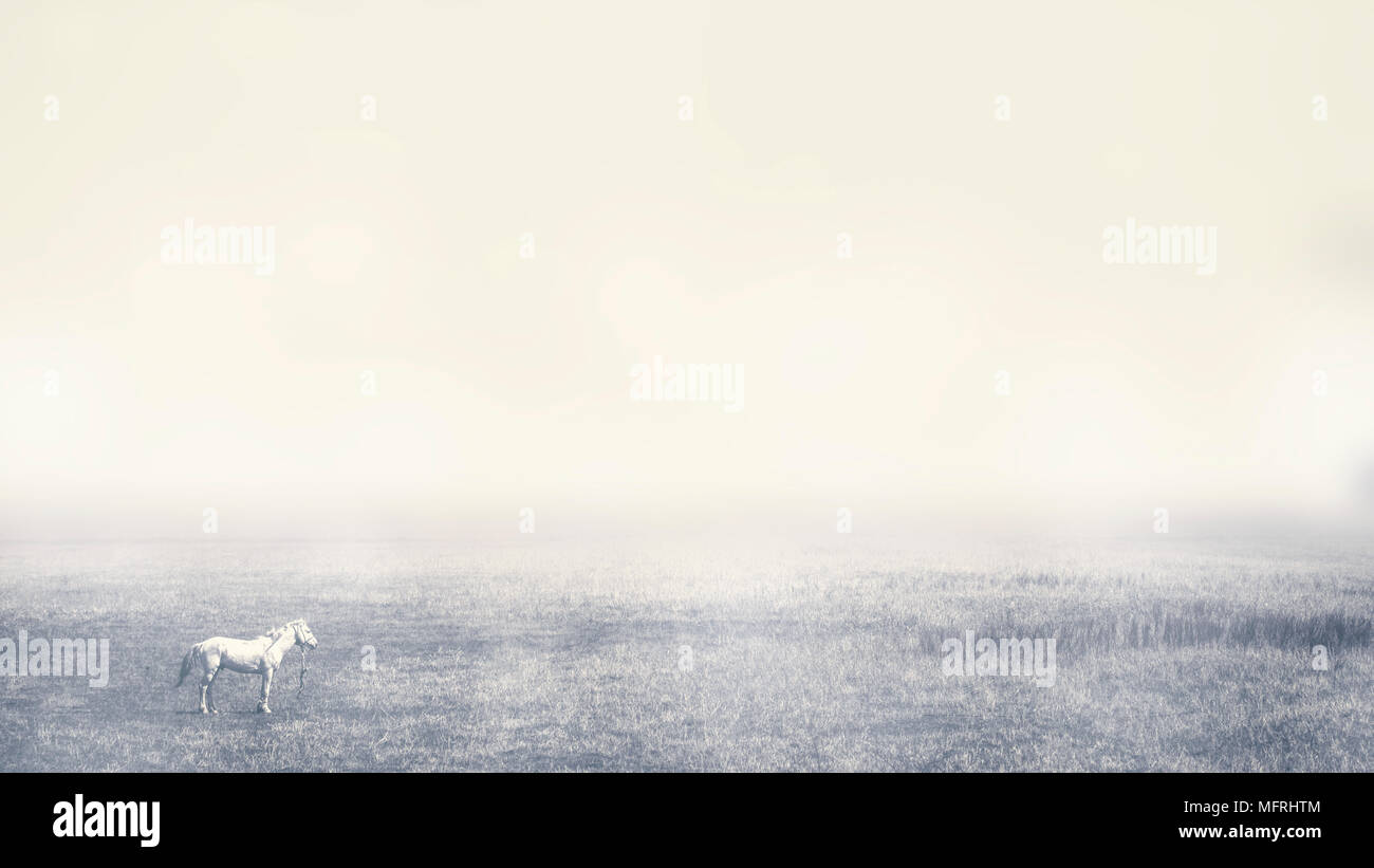 Ein einsames Pferd Schürfwunden in einer nebligen Morgen. Dramatische hellen Hintergrund. Getönt. Stockfoto