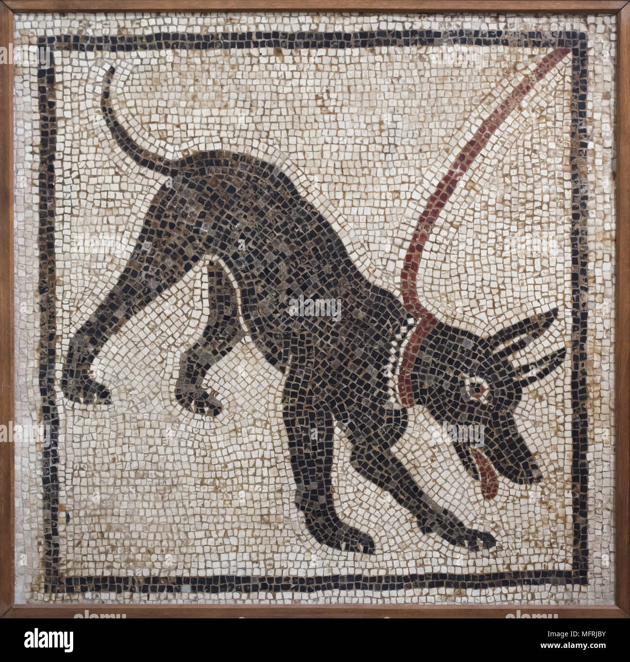 Hund in der römischen Mosaik Cave Canem dargestellt (Vorsicht vor dem Hund) von der Casa di Orfeo (Haus des Orpheus) in Pompeji, das jetzt im Nationalen Archäologischen Museum (Museo Archeologico Nazionale di Napoli) in Neapel, Kampanien, Italien. Stockfoto