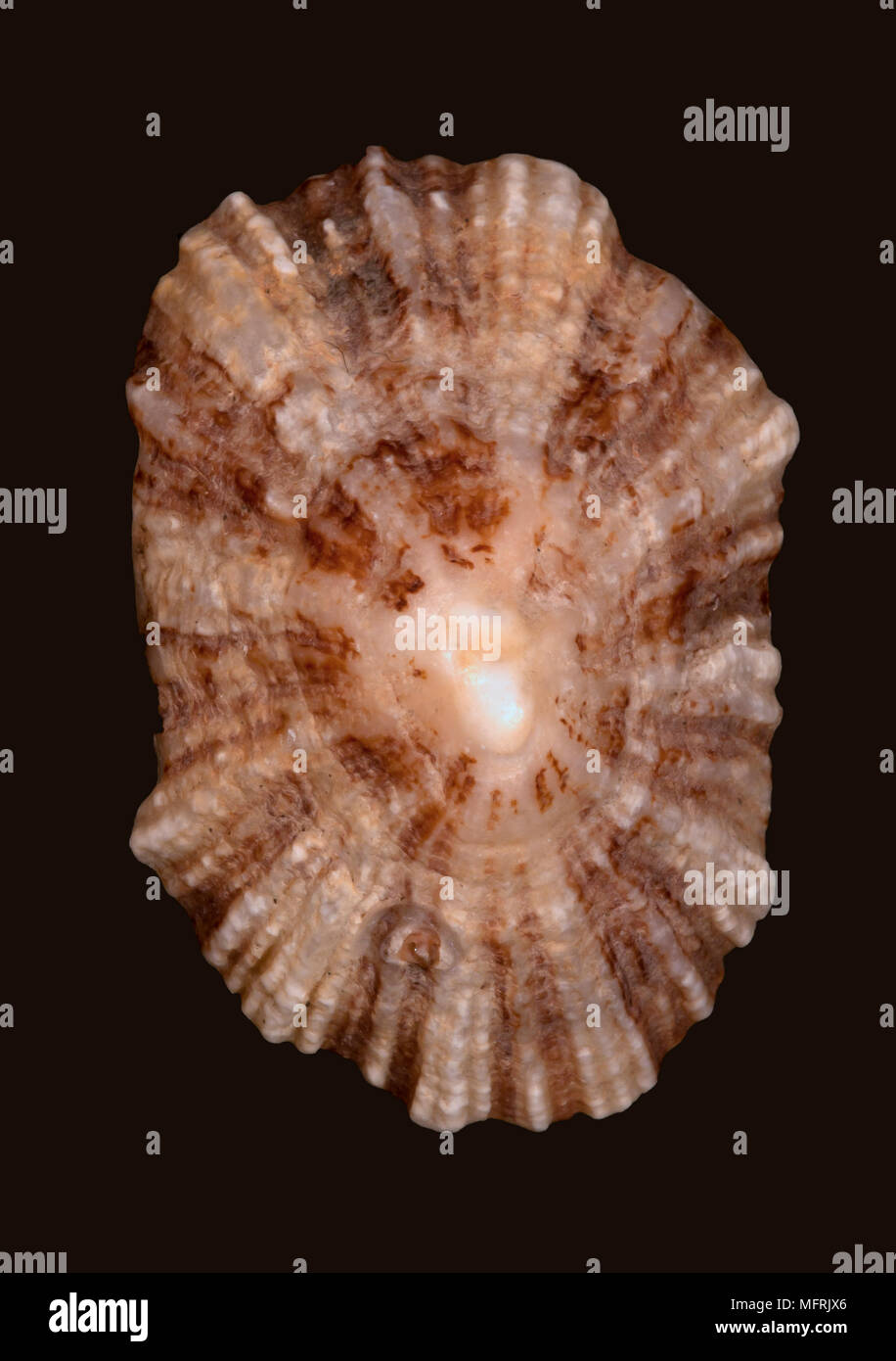 Seashell der Patella Vulgata. Malakologie Sammlung. Spanien. Europa Stockfoto