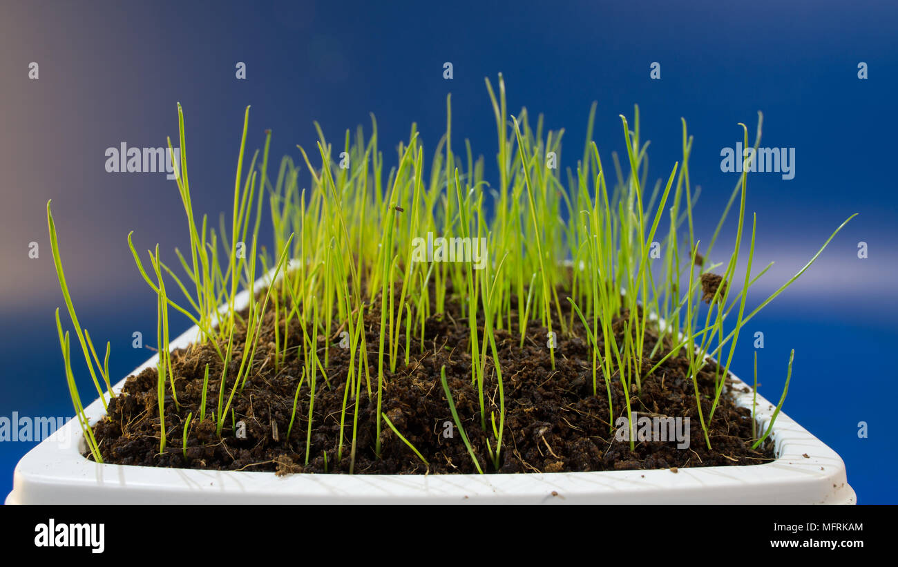 Grünen Gras im Flower pod Stockfoto