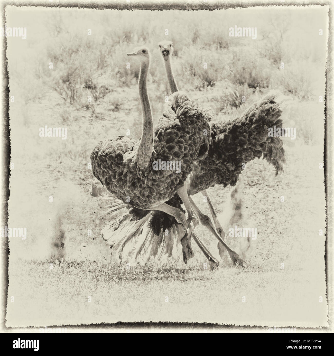 Strauße (Struthio camelus) gegenseitig Jagen, Kgalagadi Transfrontier National Park, Northern Cape, Südafrika Stockfoto