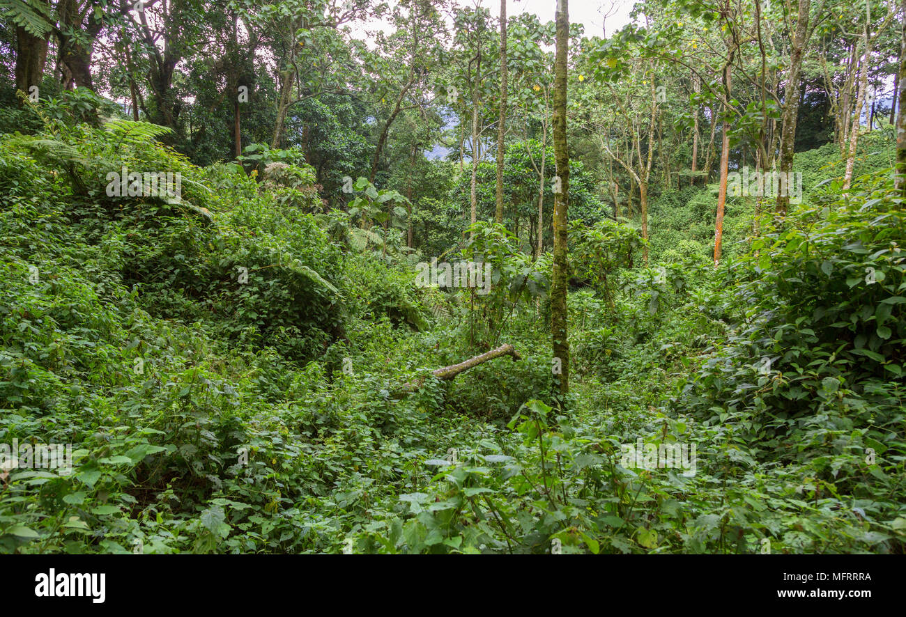 Dichte Vegetation im tropischen Regenwald Dschungel, Bwindi Impenetrable Nationalpark, Uganda Stockfoto