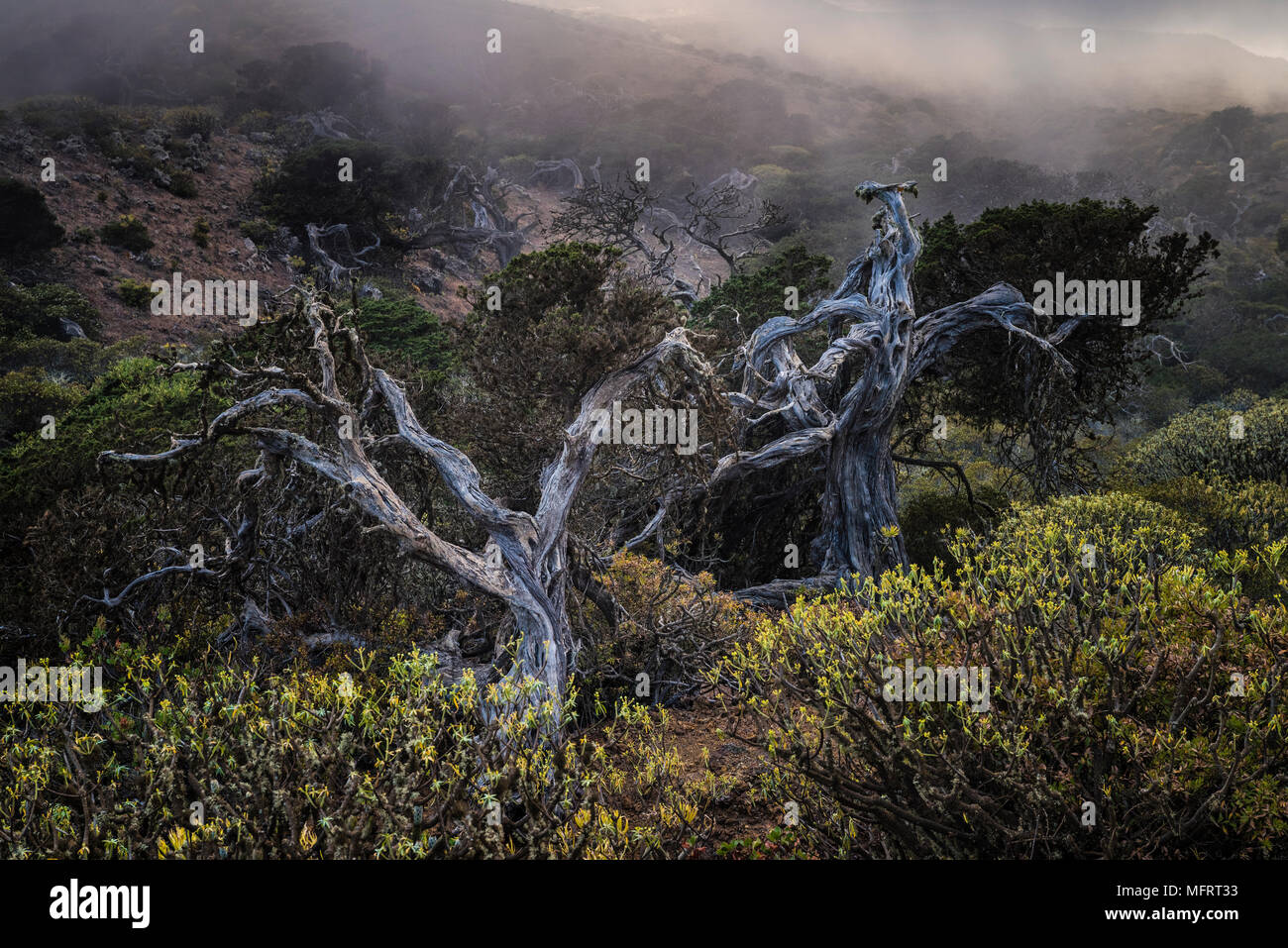 Wacholder, neblige Atmosphäre, Juniper Wald El Sabinar, El Hierro, Kanarische Inseln, Spanien Stockfoto