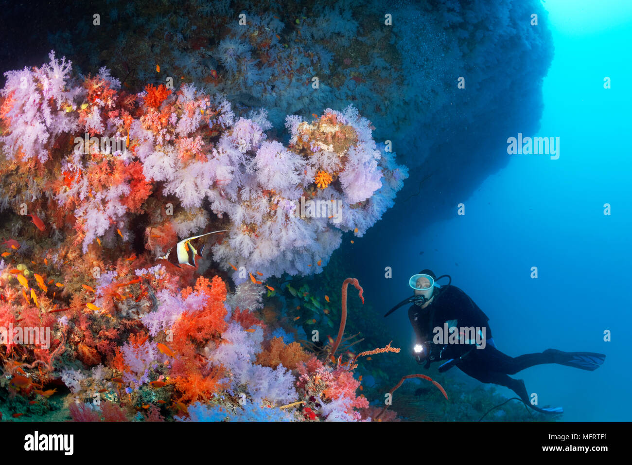 Diver views Überhang dicht bewachsen mit Weichkorallen (alcyonacea), Indischer Ozean, Malediven Stockfoto