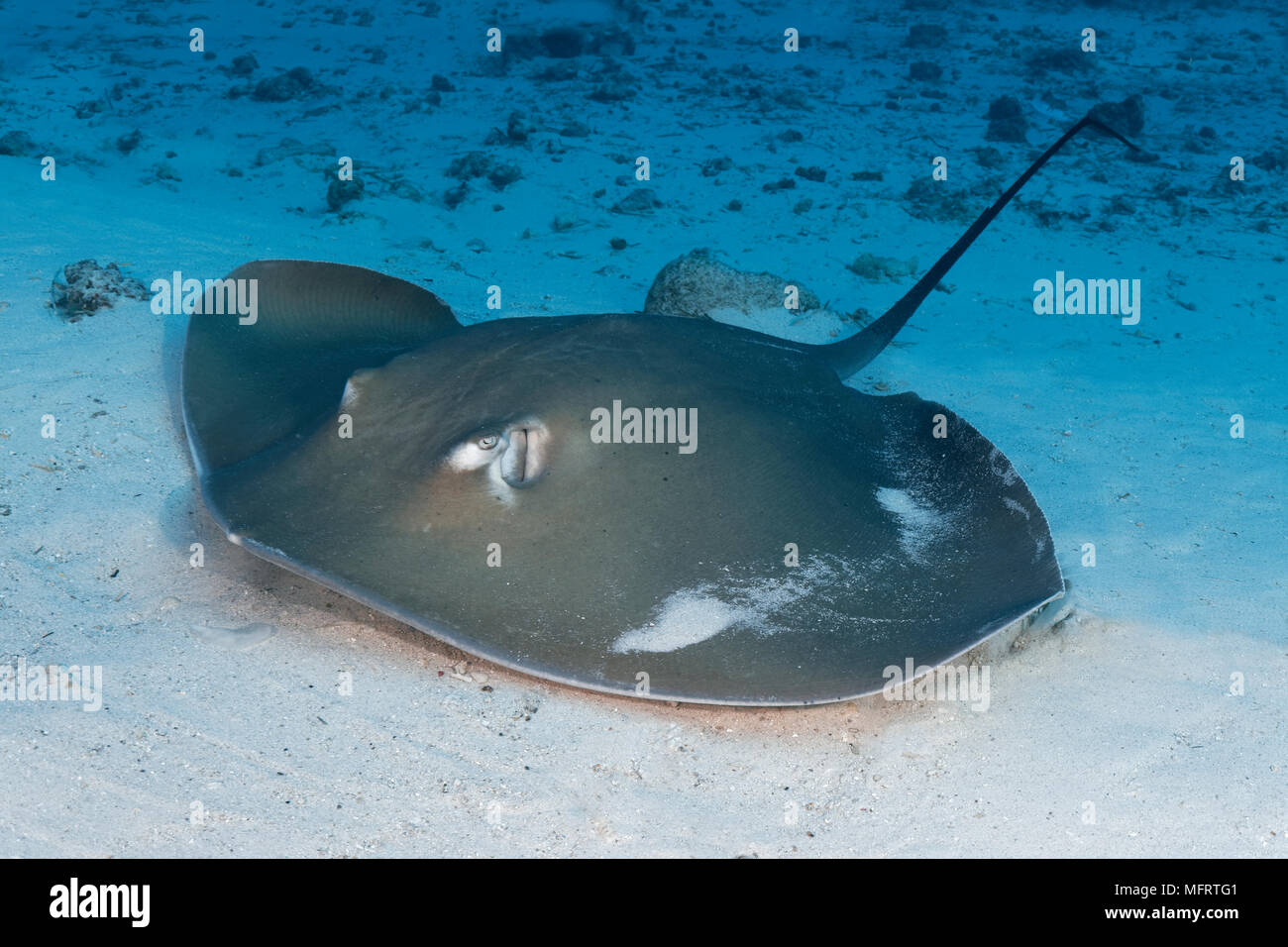 Rosa Himantura whipray (FAI) liegt in den sandigen Boden des Indischen Ozeans, Malediven Stockfoto