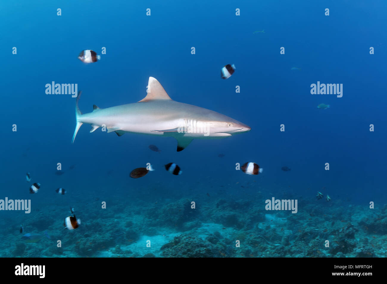 Grauer Riffhai (Carcharhinus amblyrhynchos), braun-weiß Falterfische (Hemitaurichthys zoster), Indischer Ozean, Malediven Stockfoto