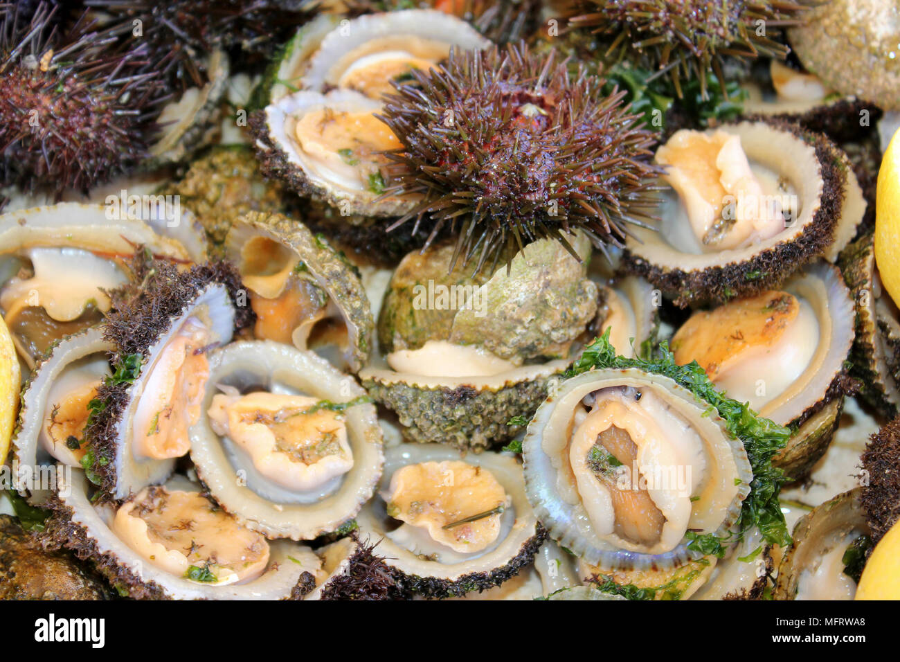 Frische rustikalen Kletten (Patella rustica) und violette Seeigel (Paracentrotus lividus) für Verkauf, Essaouira, Marokko Stockfoto