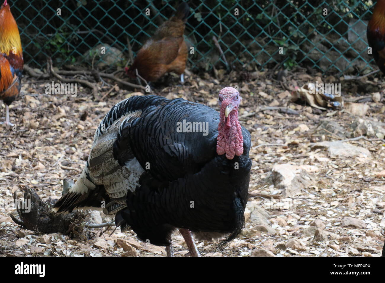 Die Türkei in der Farm Stockfoto