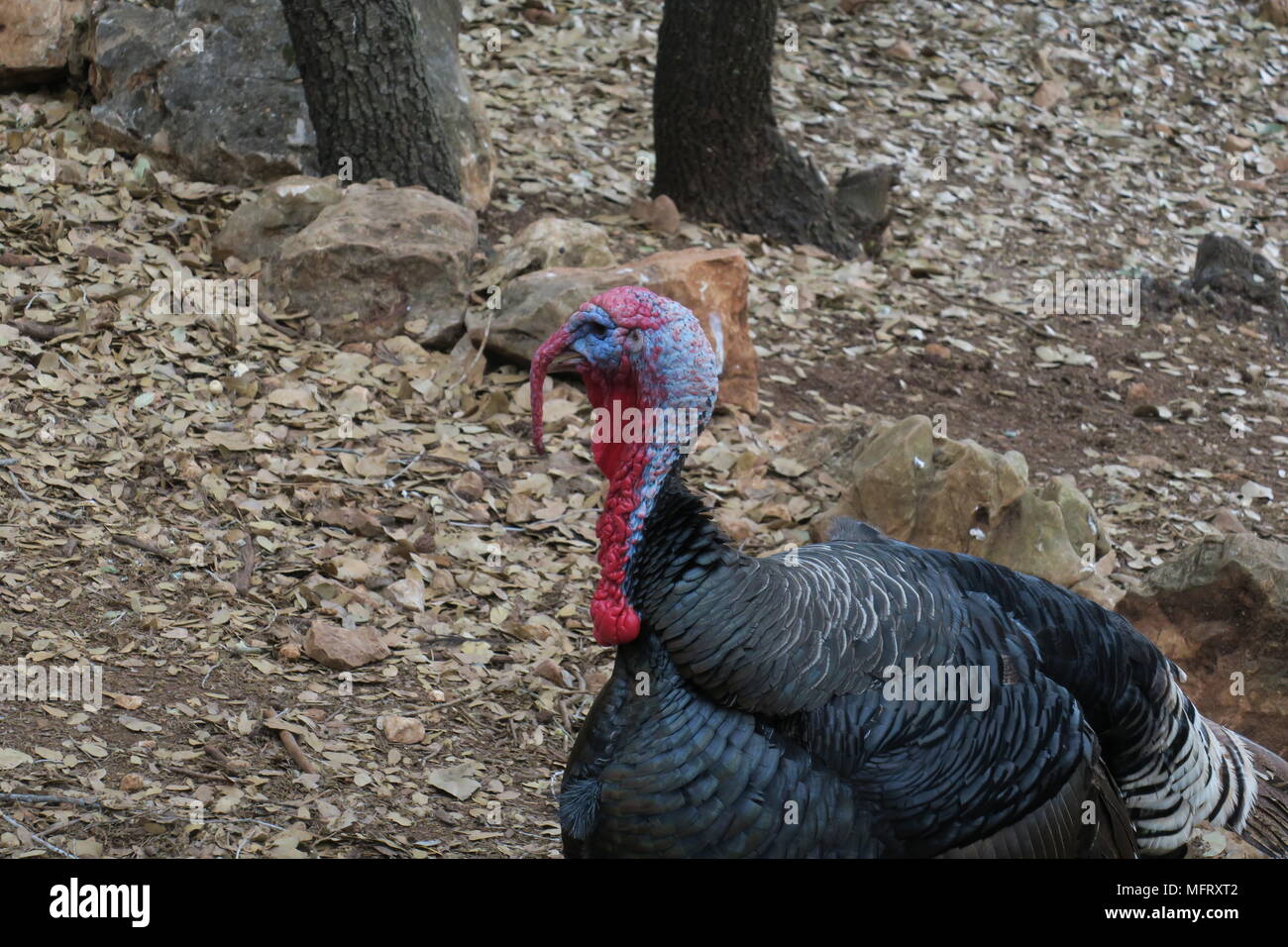 Die Türkei in der Farm Stockfoto