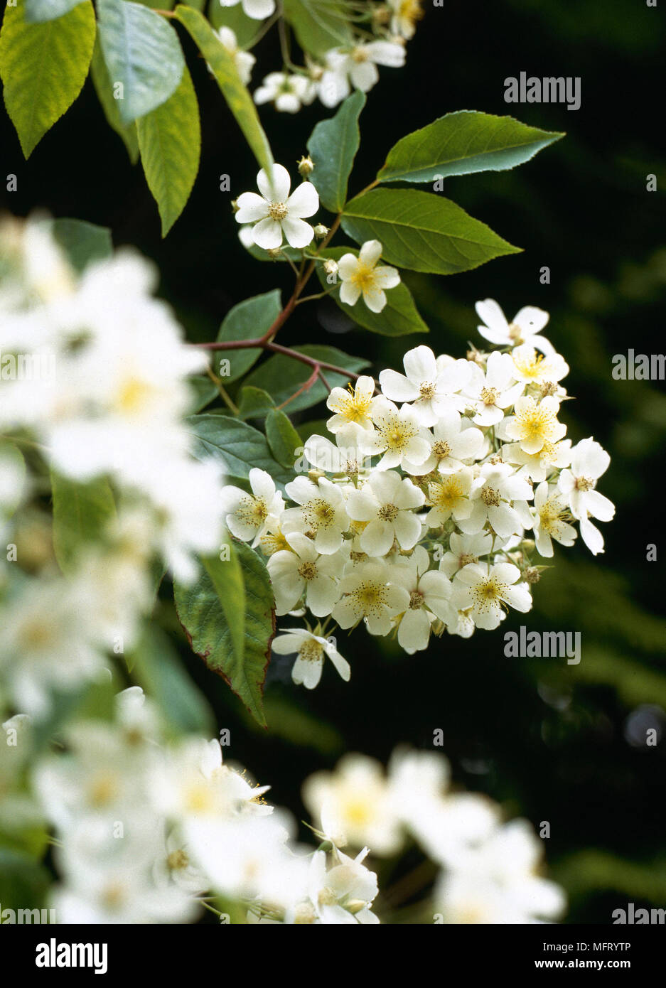 Weiß blühender Strauch Blumen Sträucher Stockfoto