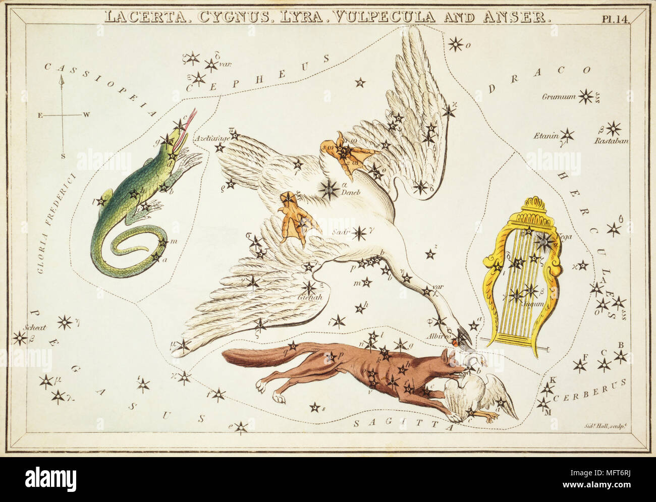 Lacerta, Cygnus, Lyra, Vulpecula und Anser. Karte Nummer 14 von Urania's Mirror, oder einen Blick auf den Himmel, eines der 32 astronomischen Star Chart Karten von Sidney Hall graviert und publshed 1824. Stockfoto