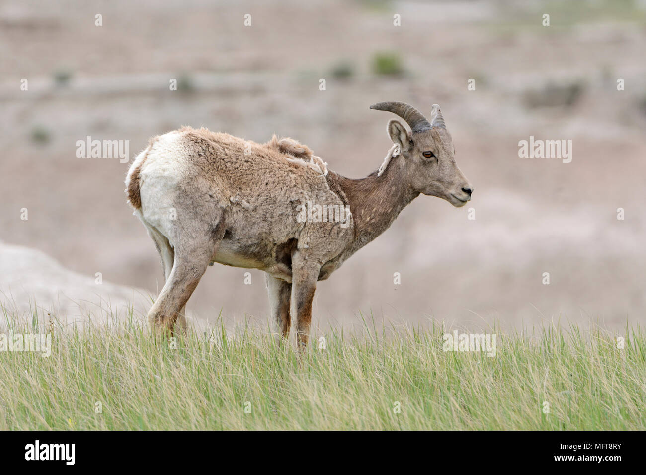 Bighorn Schafe in der Prärie Badlands National Park in South Dakota Stockfoto