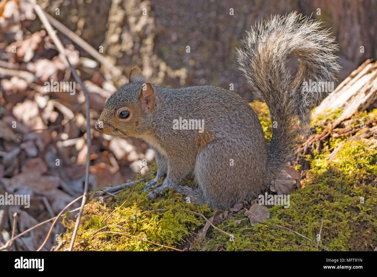 Östlichen Grauen Eichhörnchen im Wald im Congaree National Park in South Carolina Stockfoto