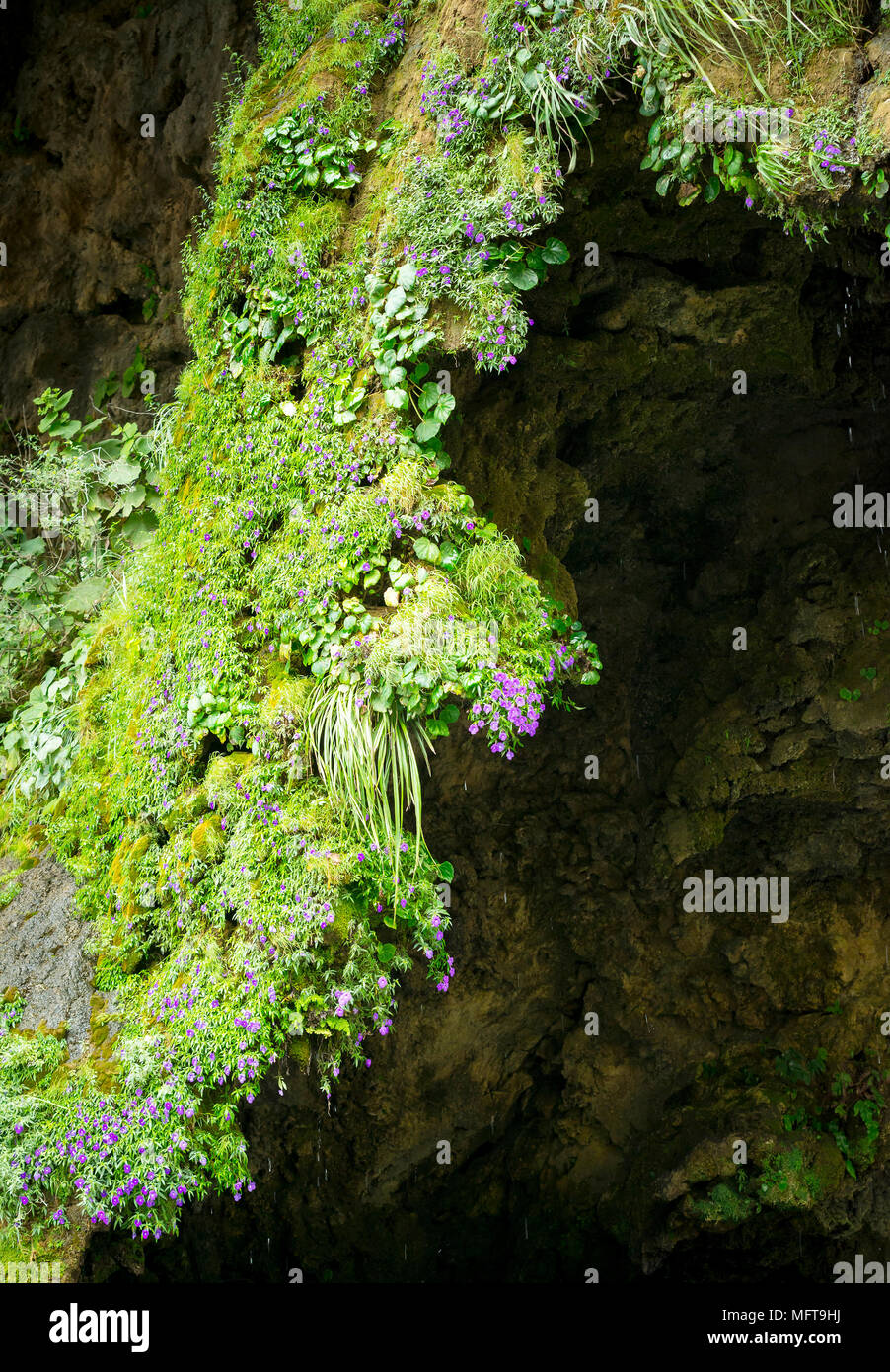 Abstrakte Natur Hintergrund der üppigen überhängenden Moos und Blumen auf dem Weihnachtsbaum Wasserfall, Chiapas Mexiko Stockfoto