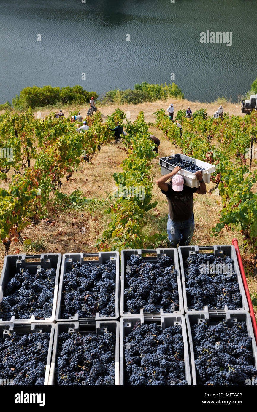 Weintrauben ernten entlang des Flusses Douro, in der Nähe von Covelinhas. Alto Douro, eine Unesco World Heritage Site, Portugal Stockfoto
