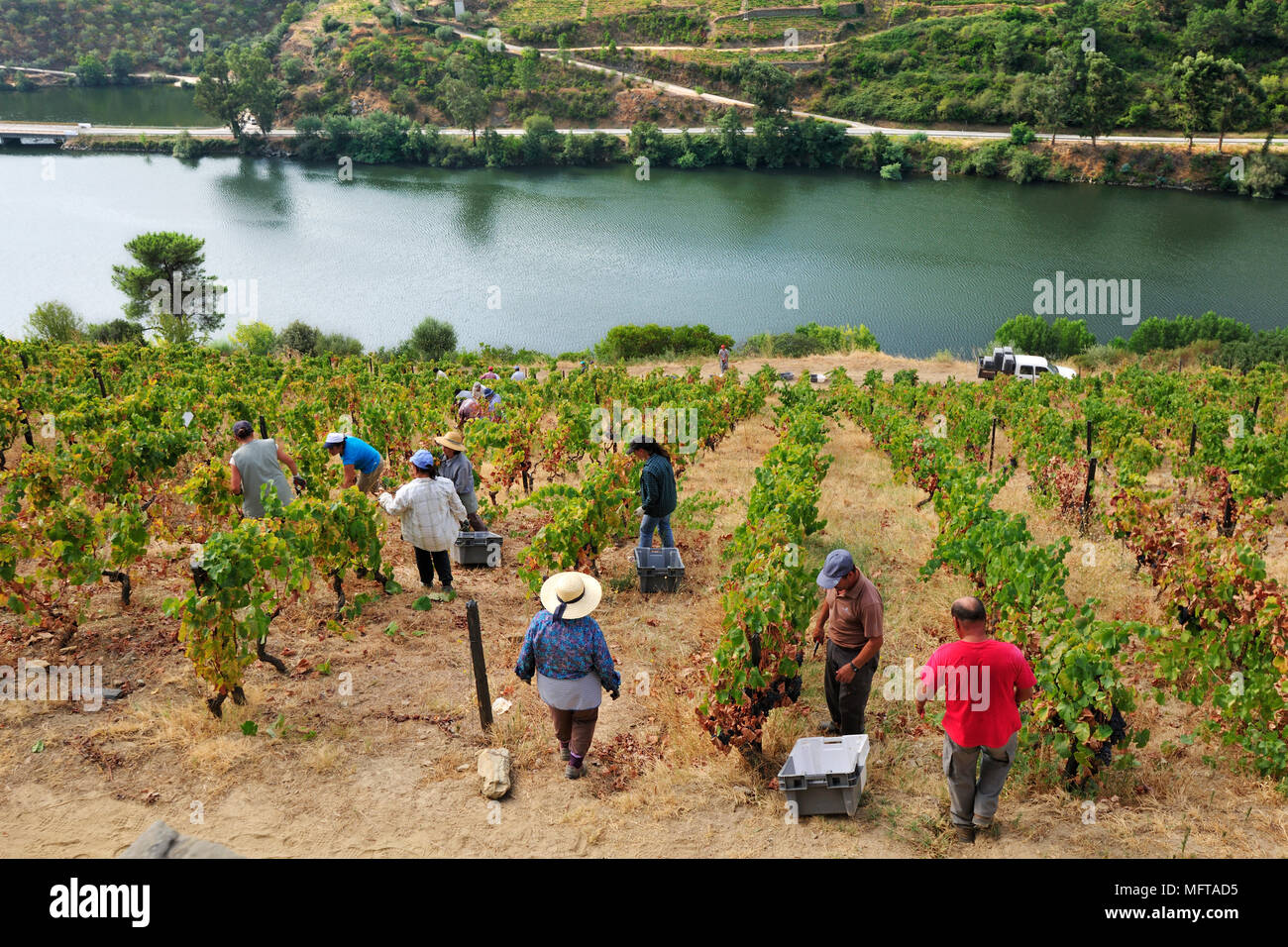 Weintrauben ernten entlang des Flusses Douro, in der Nähe von Covelinhas. Alto Douro, eine Unesco World Heritage Site, Portugal Stockfoto