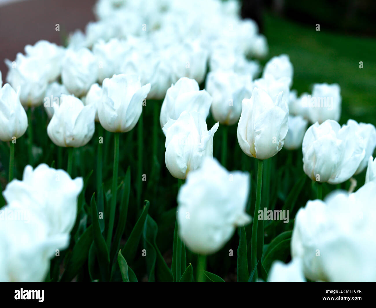 Bunte Tulpen in öffentlichen Garten Stockfoto