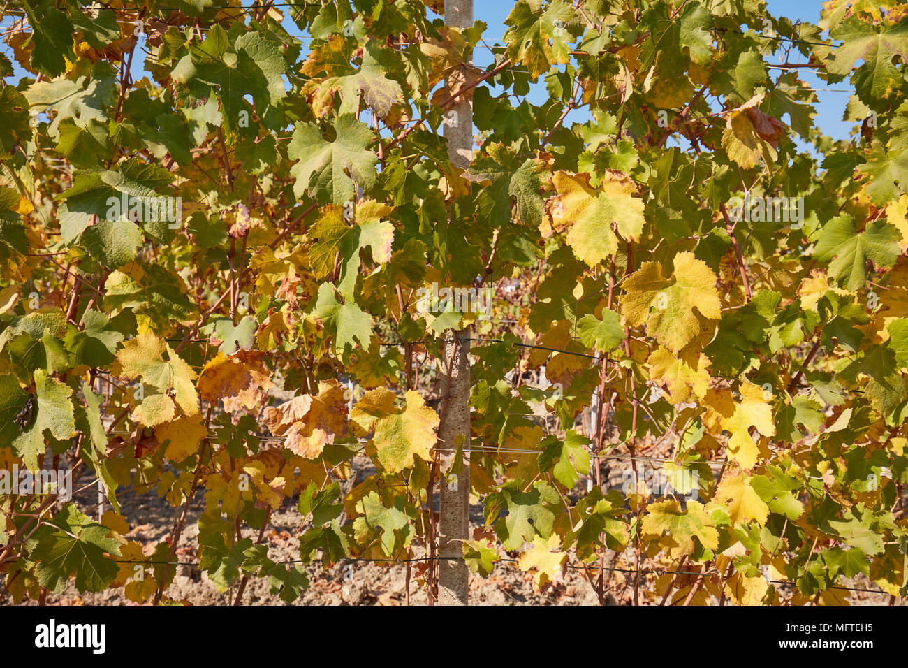 Weinstock, grüne und gelbe Blätter Textur Hintergrund an einem sonnigen Herbsttag Stockfoto