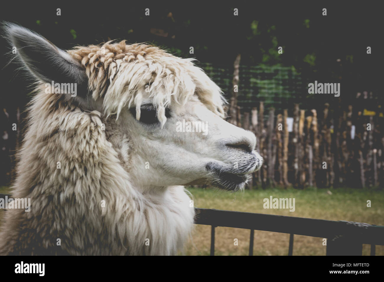 Portrait der richtige Profil eines Lama in einem Zoo Stockfoto