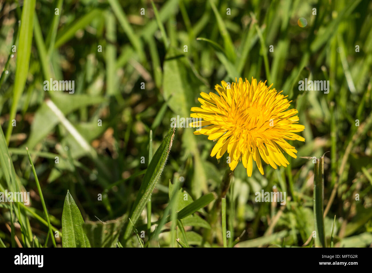 Gelbe Blumen und grüne Blätter auf dem grünen Feld Stockfoto