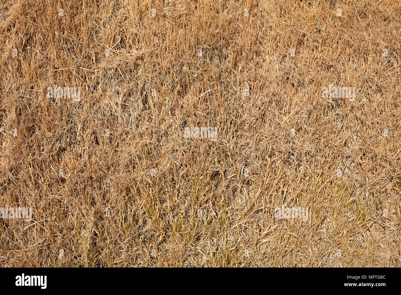 Getrocknetes gras Textur Hintergrund im Sommer von oben Stockfoto