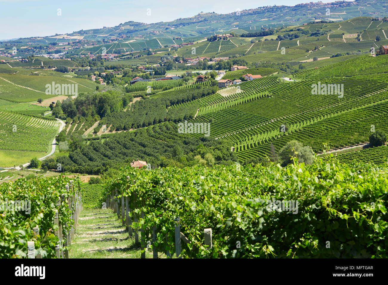 Grüne Landschaft mit Weinbergen, Langhe in Italien Stockfoto