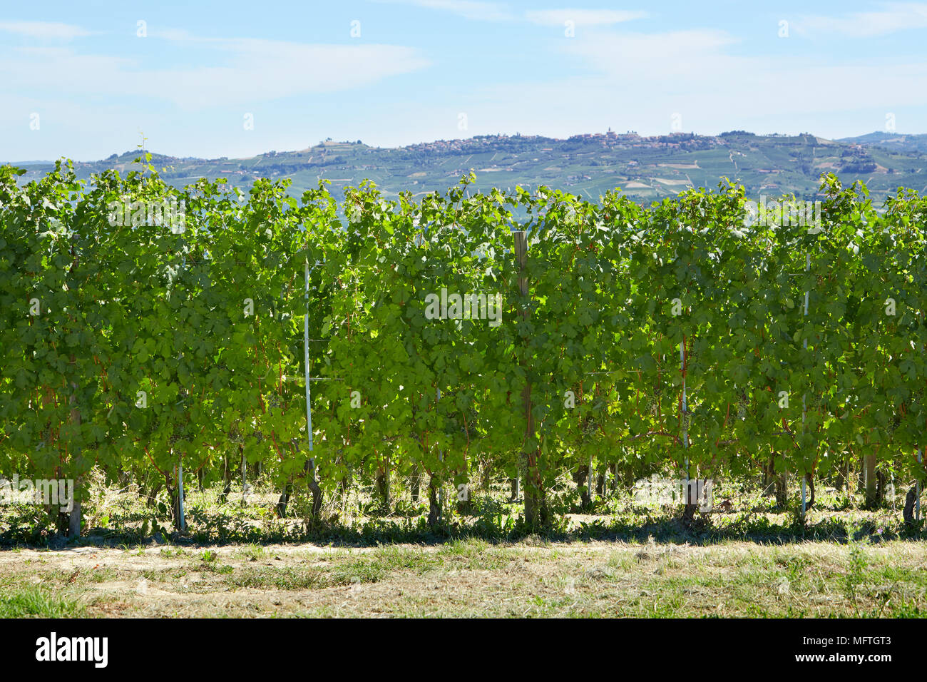 Weinberge in Italien an einem sonnigen Sommertag Stockfoto
