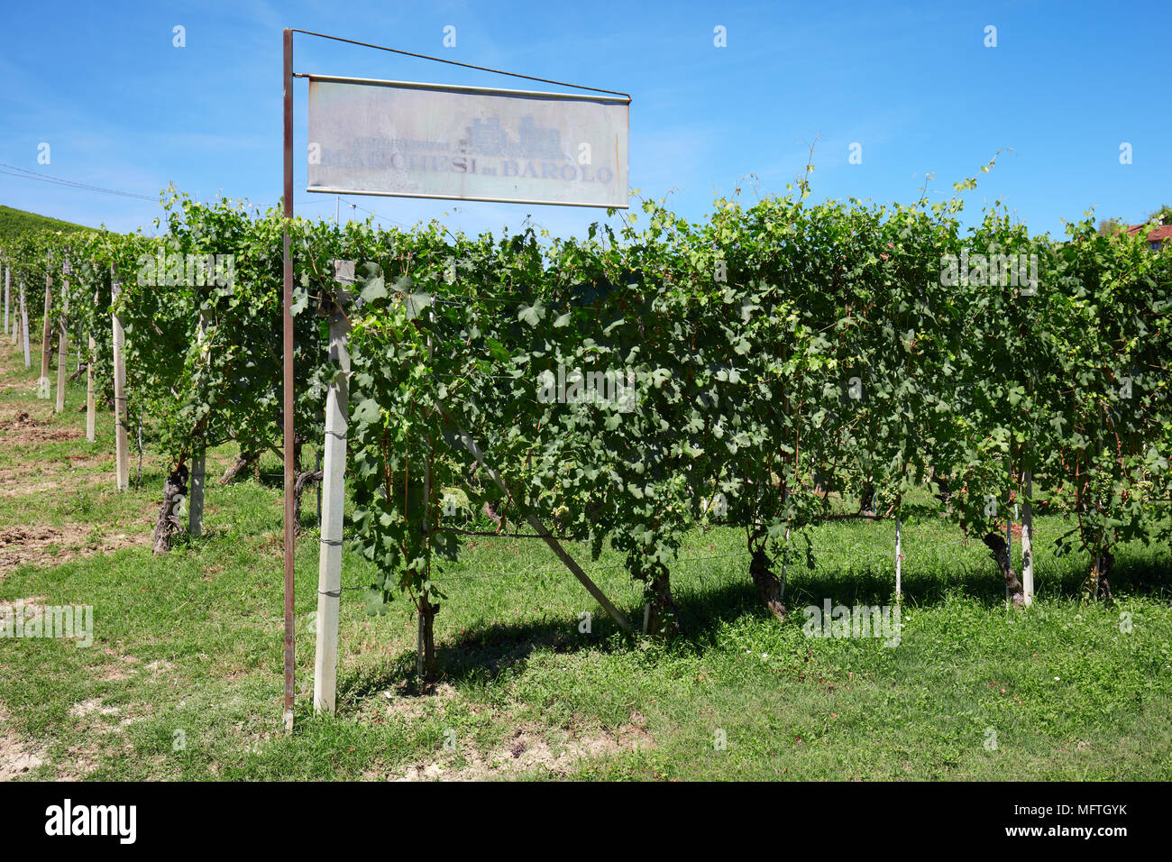 Marchesi di Barolo Weingut unterzeichnen und grünen Weinbergen an einem sonnigen Sommertag in Italien Stockfoto