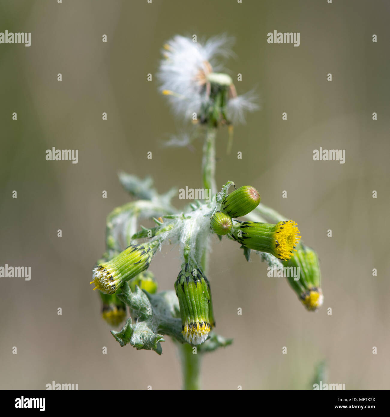 Kreuzkraut (Senecio vulgaris) in Blüte. Kurze Anlage in der Daisy-Familie (Asteraceae) mit kleinen gelben Blütenköpfe und weißer pappus Stockfoto