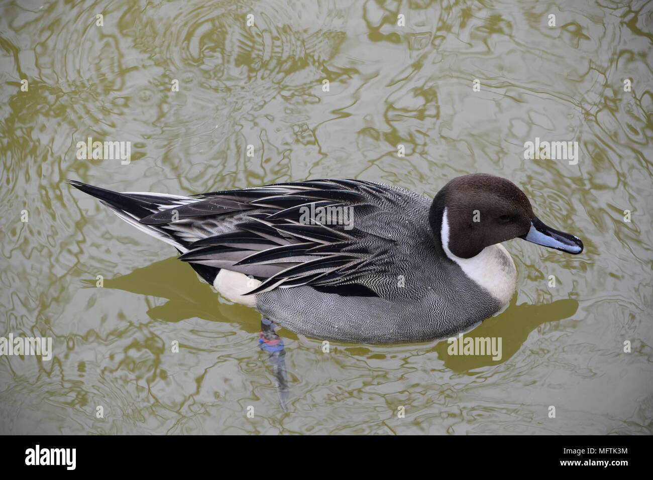 Pintail Drake Stockfoto